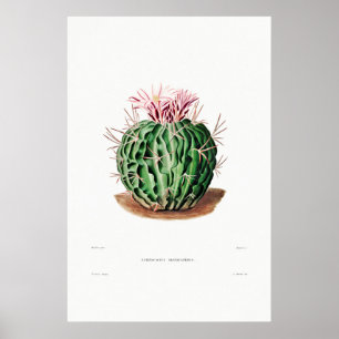 Affiche Dessin Nopal d'une image Plante Cactus Fleur Cactu