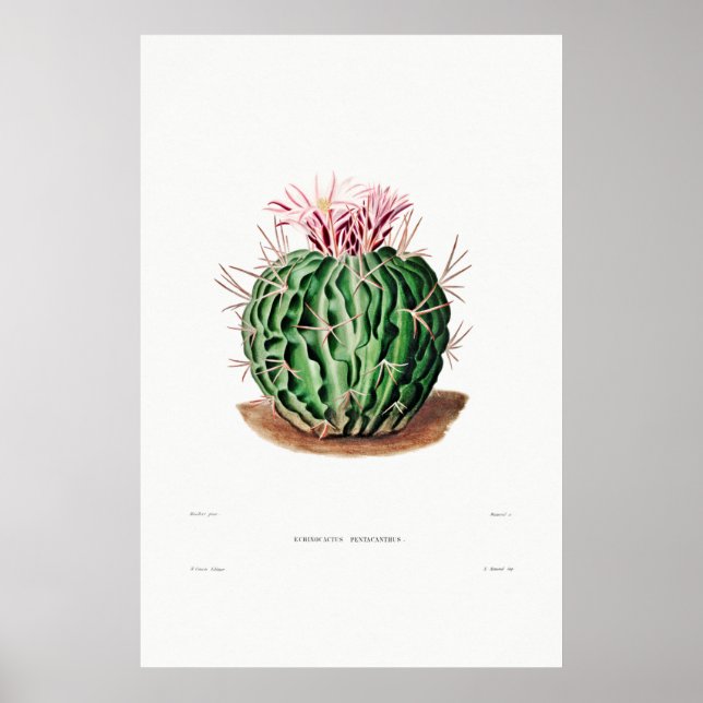 Affiche Dessin Nopal d'une image Plante Cactus Fleur Cactu (Devant)