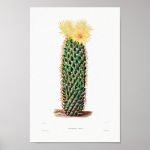 Affiche Dessin Nopal d'une image Plante Cactus Fleur Cactu