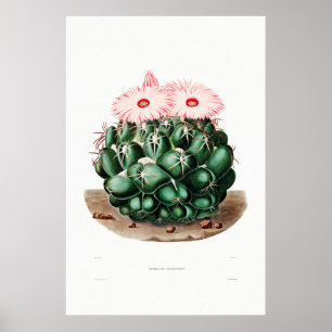Affiche Dessin Nopal d'une image Plante Cactus Fleur Cactu