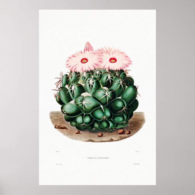 Affiche Dessin Nopal d'une image Plante Cactus Fleur Cactu (Devant)