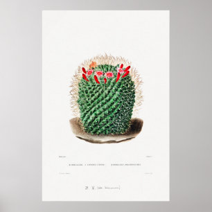 Affiche Dessin Nopal d'une image Plante Cactus Fleur Cactu