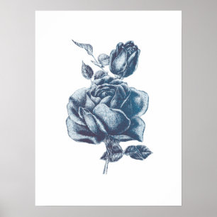 Affiche Dessin Rose bleu vintage