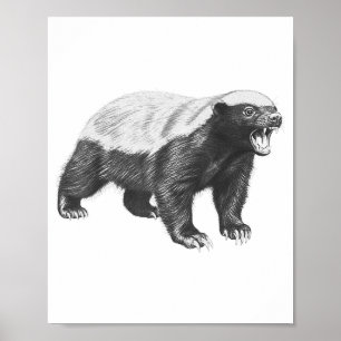 Affiche Dessin vintage de blaireau à miel faune réaliste A