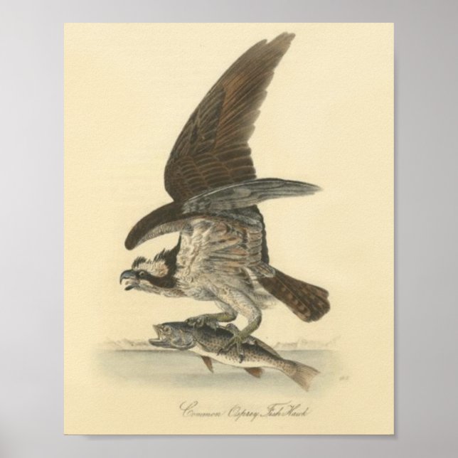 Affiche Dessin Vintage rétro d'oiseaux avec du poisson (Devant)
