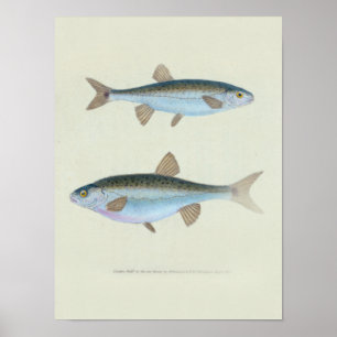 Affiche Dessin zoologique de deux poissons
