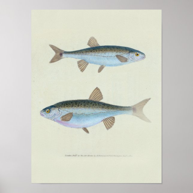 Affiche Dessin zoologique de deux poissons (Devant)