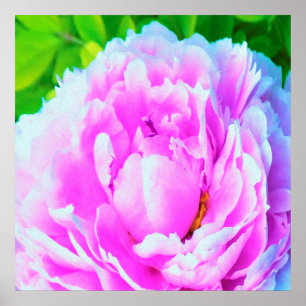 Affiche Détail de fleur de pivoine double rose époustoufla