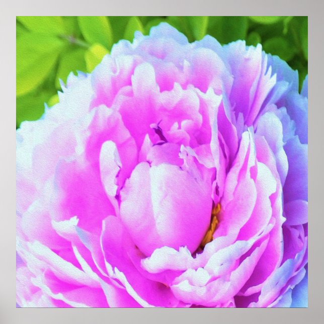 Affiche Détail de fleur de pivoine double rose époustoufla (Devant)