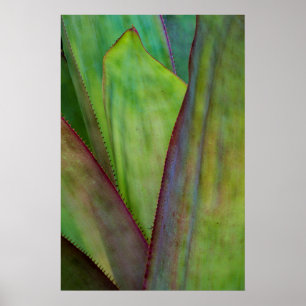Affiche Détail de la plante d'Agave
