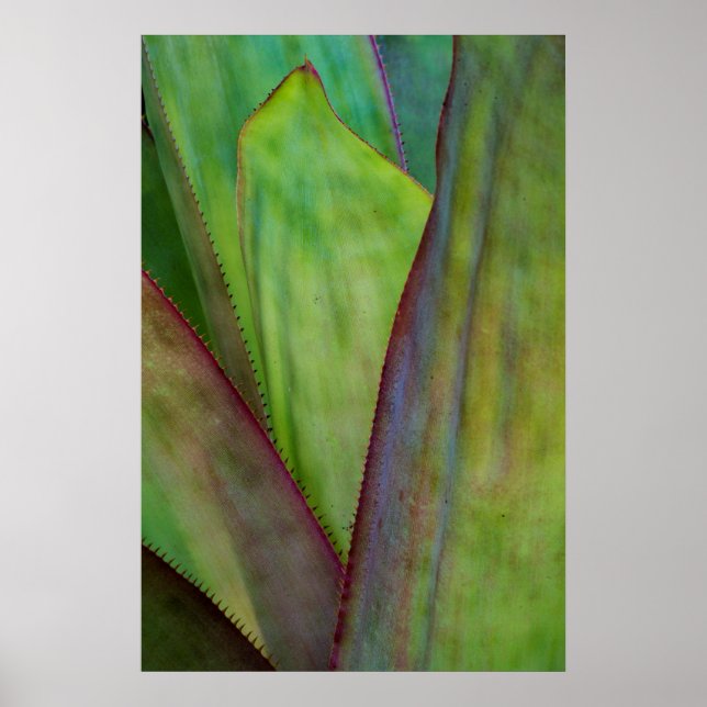 Affiche Détail de la plante d'Agave (Devant)