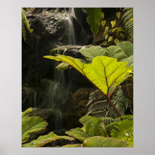 Affiche Détail de plante dans un jardin botanique, Équateu