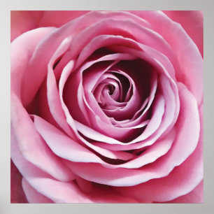 Affiche Détail rose rosé, fleur de jardin naturel