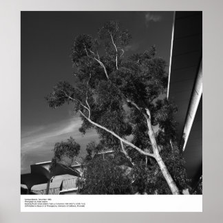 Affiche Détails du campus, décembre 1966 par Ansel Adams