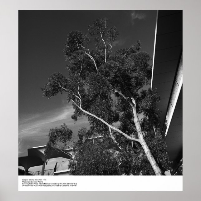 Affiche Détails du campus, décembre 1966 par Ansel Adams (Devant)