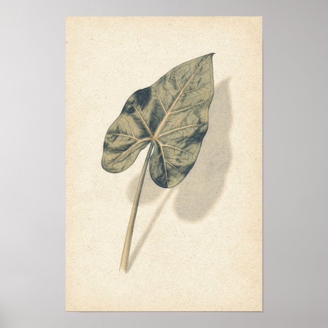 Affiche d'étude botanique de feuille de Caladium (Devant)