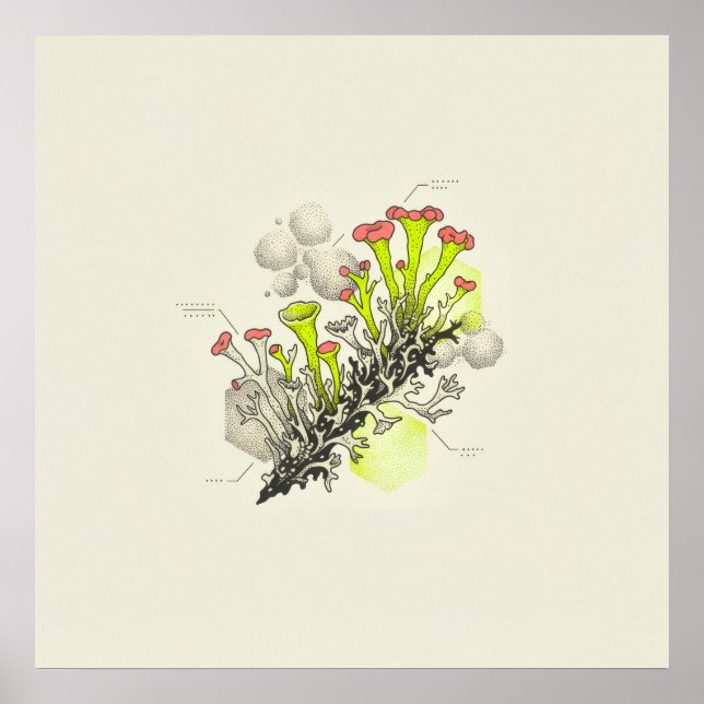 Affiche d'étude botanique du lichen à coupelles à  (Devant)
