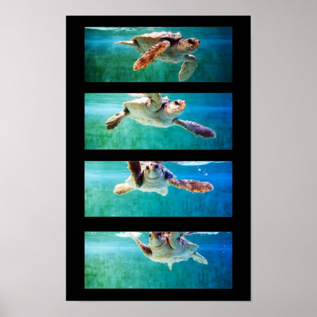 Affiche d'étude de la tortue marine caouanne (Devant)