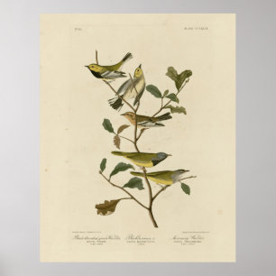 Affiche Deuil, Autres Parulines, Audubon Birds of America