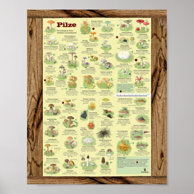 Affiche " Deutschland : 2020 - Das große PILZe Bestimmungs (Devant)