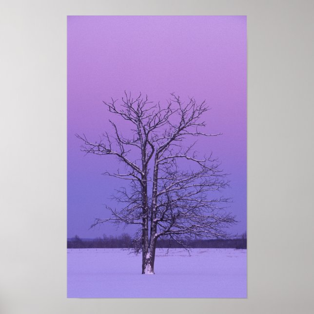Affiche Deux arbres à troncs à lever du soleil; Comté de C (Devant)
