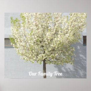 Affiche Deux arbres de la famille fleurissent Photo   Post