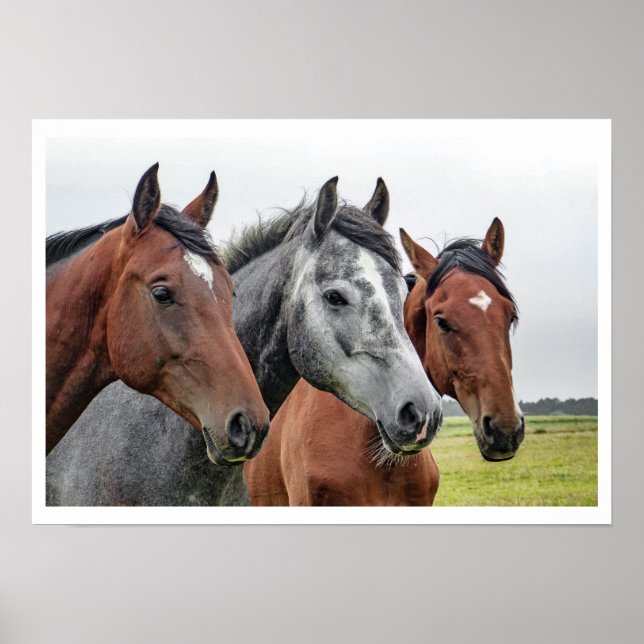 Affiche Deux baies et un gris, trois chevaux dans une rang (Devant)