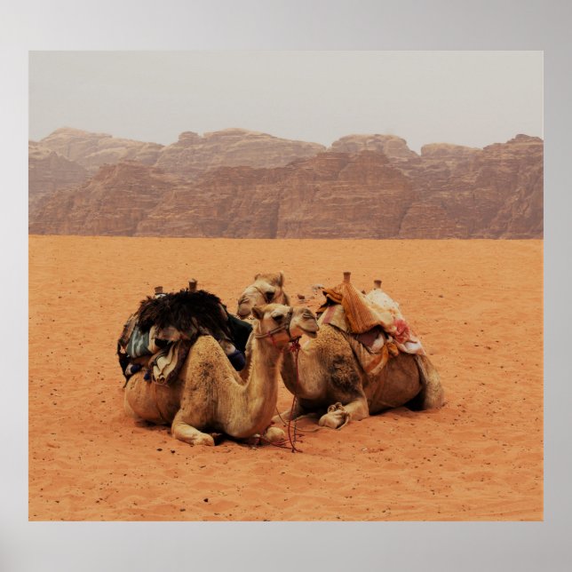 AFFICHE DEUX CAMEAUX SITUÉS SUR SABLE BROWN PRÈS DES MONTA (Devant)