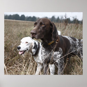 Affiche Deux champ des chiens  , Houston, le Texas