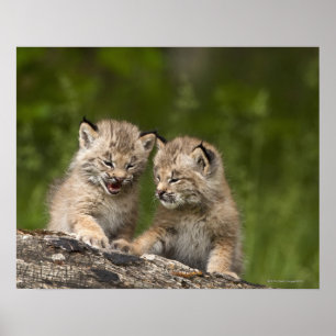 Affiche Deux chatons de Canada Lynx (Lynx Canadensis)
