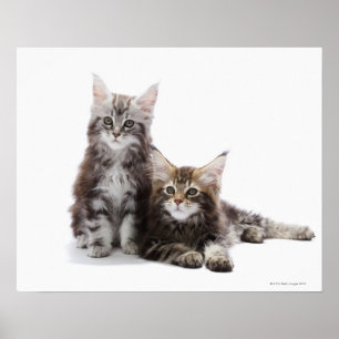 Affiche Deux chatons de chat de ragondin du Maine
