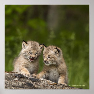 Affiche Deux Chatons Lynx Du Canada Jouent Sur Un Journal