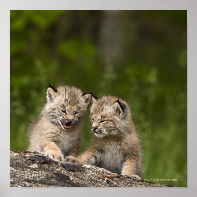 Affiche Deux Chatons Lynx Du Canada Jouent Sur Un Journal (Devant)