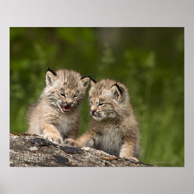 Affiche Deux Chatons Lynx (Lynx Canadensis) du Canada (Devant)