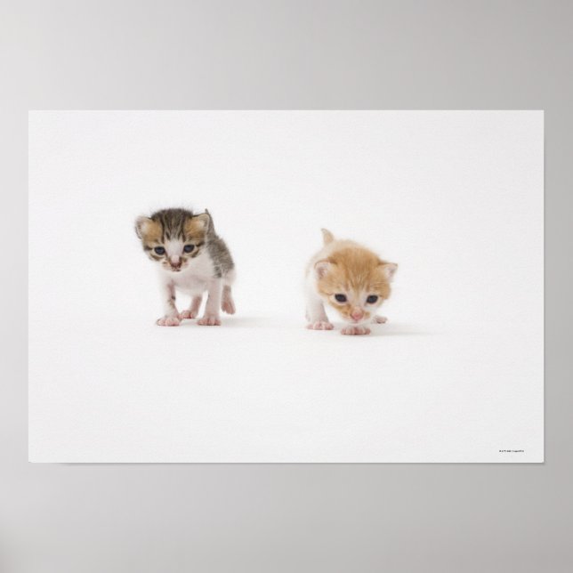 Affiche Deux chatons sur arrière - plan blanc (Devant)