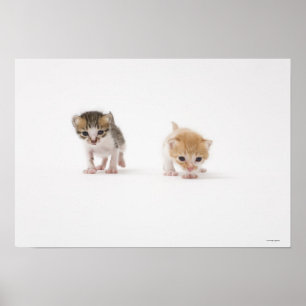 Affiche Deux chatons sur l'arrière - plan blanc