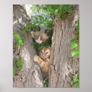Affiche Deux chatons sur un arbre