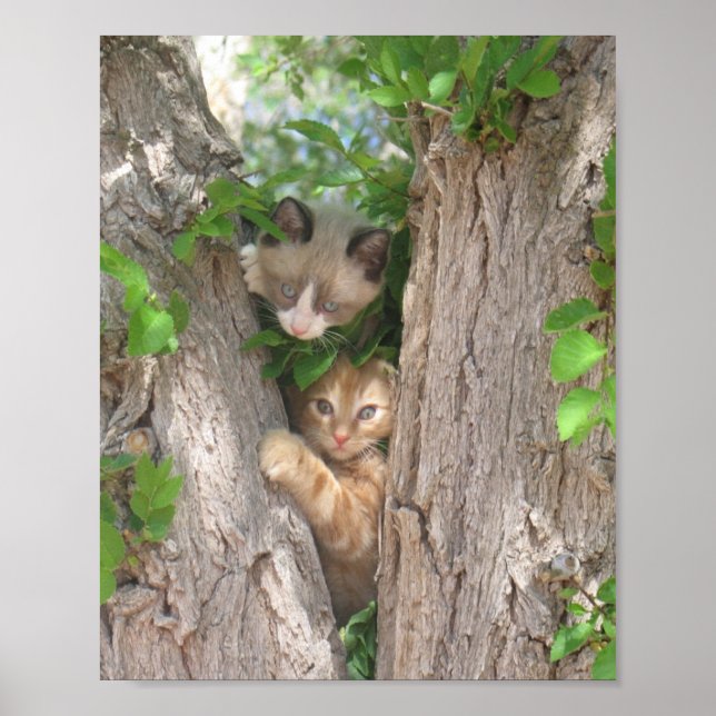 Affiche Deux chatons sur un arbre (Devant)