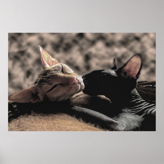 Affiche Deux chats Sphynx s'embrassant - Photo réelle d'am (Devant)