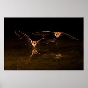 Affiche Deux chauves-souris volant au-dessus de l'eau, Ari