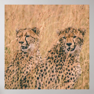 AFFICHE DEUX CHEETAH S'ASSEOIR SUR LE CHAMP LE JOUR