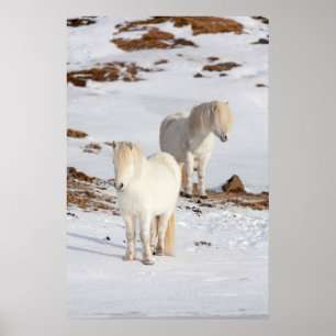 Affiche Deux chevaux blancs islandais