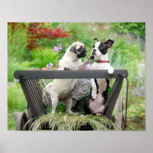 Affiche Deux chiens par chiot carlin et Boston Terrier dan