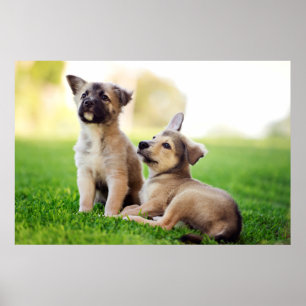 Affiche Deux chiots bergers allemands