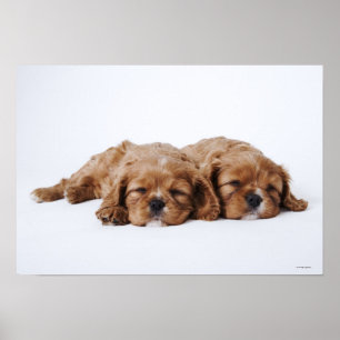 Affiche Deux chiots cavaliers d'épagneul du Roi Charles