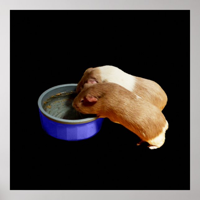 Affiche Deux Cochons De Guinée Brown Et Blancs, (Devant)