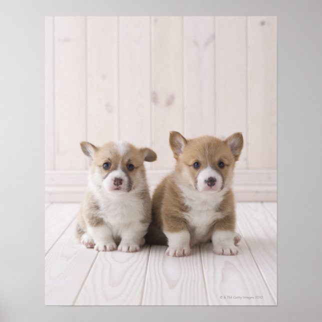 Affiche Deux Corgi gallois assis (Devant)