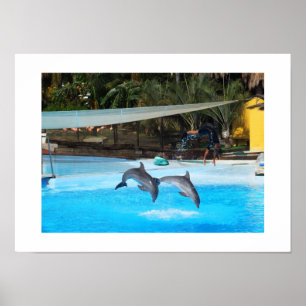 Affiche Deux dauphins