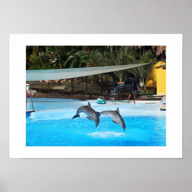 Affiche Deux dauphins (Devant)
