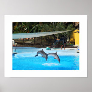 Affiche Deux dauphins